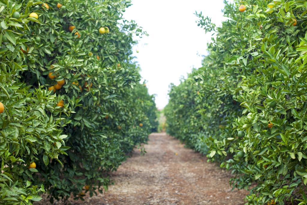 Вилла Quinta Dos I'S - Algarve Ferrarias  Экстерьер фото
